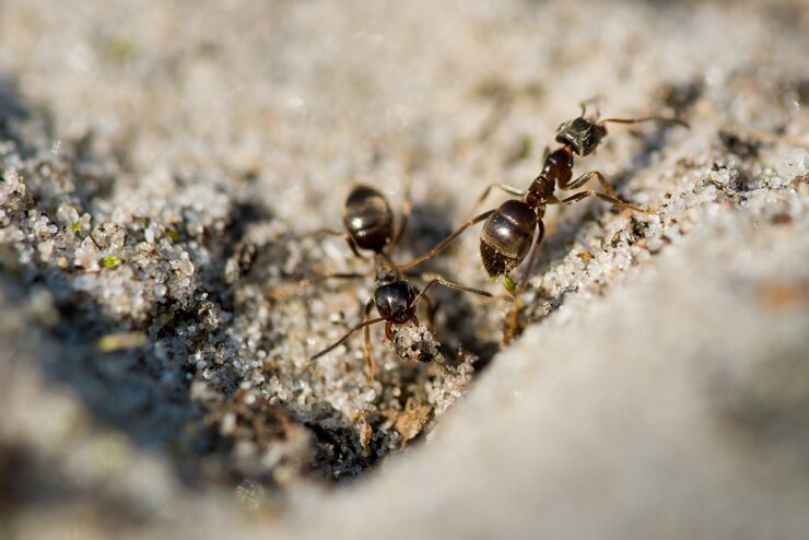 Guide to Ant Control